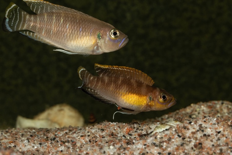 Neolamprologus brevis 'Kapampa'